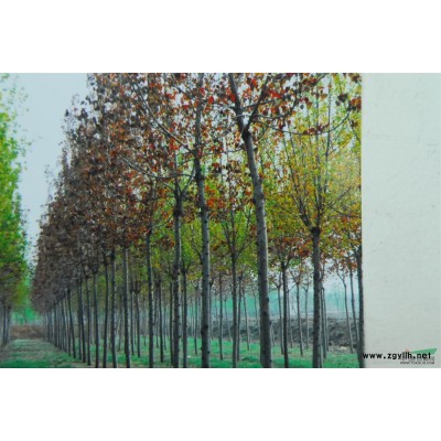 红叶杨    速生杨