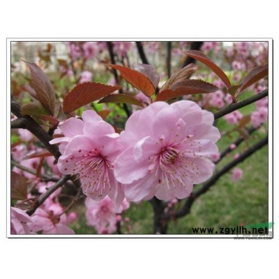 美人梅紫叶李绿化苗木