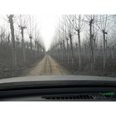 金叶女贞红叶小檗白蜡