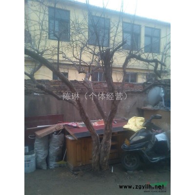 50年苍劲繁茂大果石榴树出售