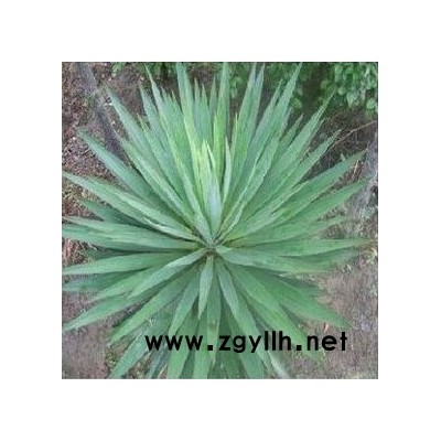 菠萝麻、水丝麻、龙舌兰麻、西纱尔麻、巴哈马麻