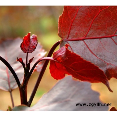 杨树苗、红叶杨、楸树