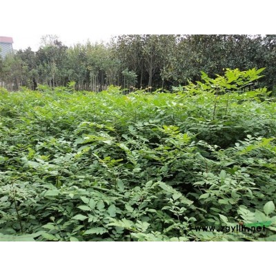 紫薇苗图片\紫薇苗报价