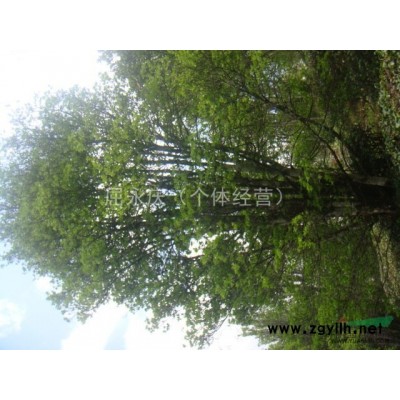 八角树低价出售