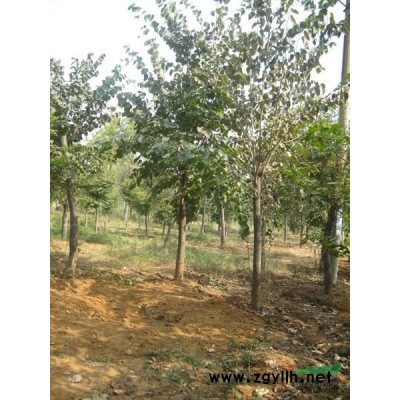 紫玉兰供应/紫玉兰图片