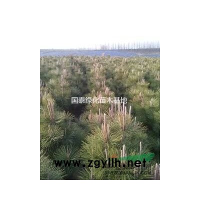 山东供应黑松苗