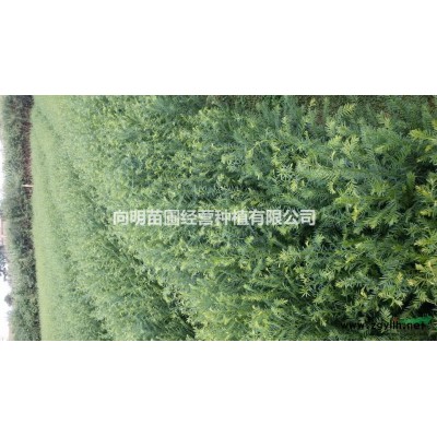 入袋2年的红豆杉现大量上市  150万株