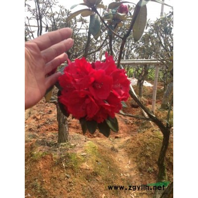 出售马缨花古树古桩