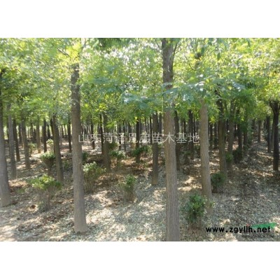 低价出售，国槐、法桐、合欢树、白蜡、皂角树、
