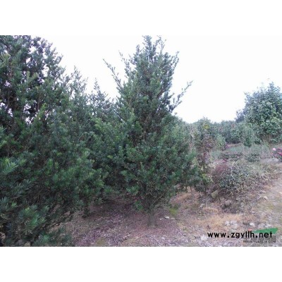 一年生红、白、黄玉兰