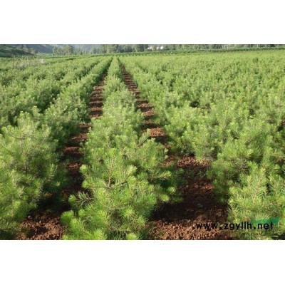 *15%出售3米优质白皮松