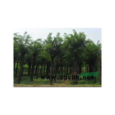 常年供应国槐垂柳成品树树苗