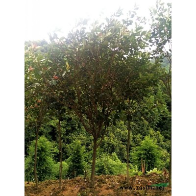 南靖和溪苗木基地供应10-12公分径粗，高4-5米高沉香
