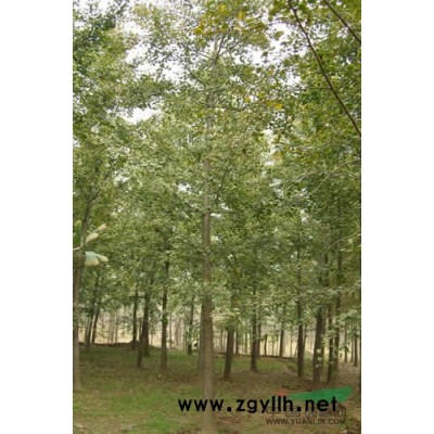银杏树供应