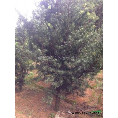 自家种植的紫薇在基地的实际照片