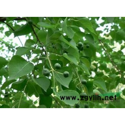 大量供应各种规格石楠球.石楠树.独杆石楠球