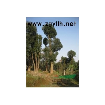 常期供应移植或野生香樟树