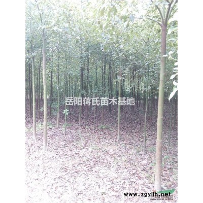 各规格香樟、杜英、桂花、红叶石楠苗