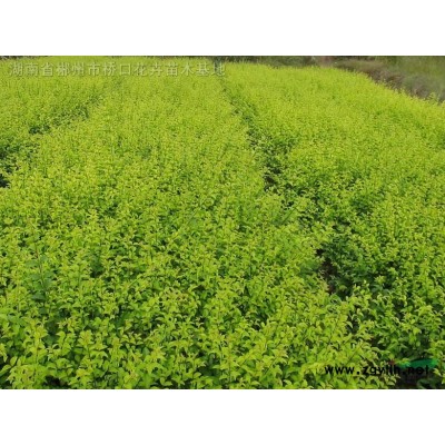 湖南红叶石楠 红叶石楠球 红叶石楠小苗