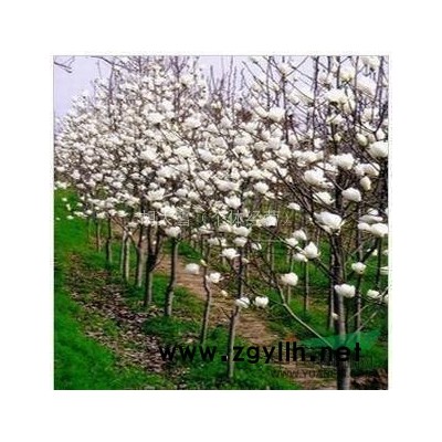 供应绿篱苗红叶石楠苗50公分左右 批发价