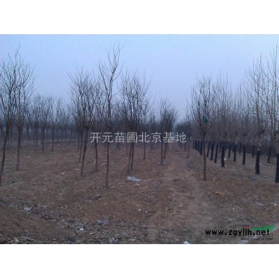 北京红瑞木碧桃五角枫小苗榆叶梅西府海棠