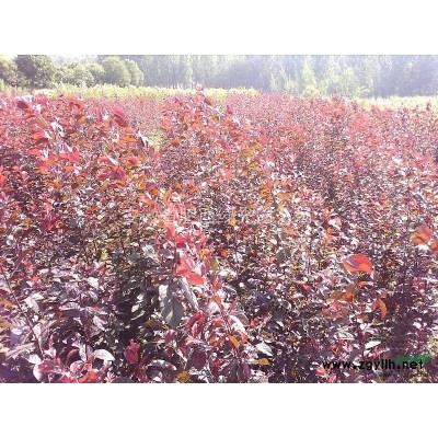 供应樱花小苗、2公分-3公分