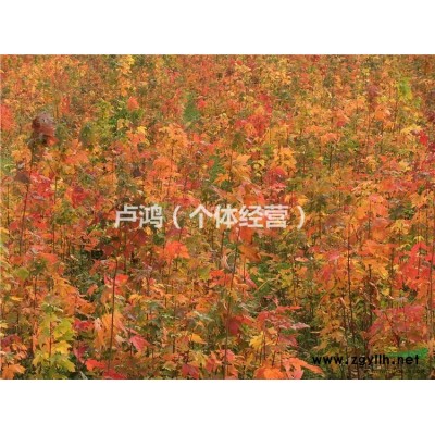 出售一批十年树龄、旺果期的东魁杨梅树（大粒杨梅树）