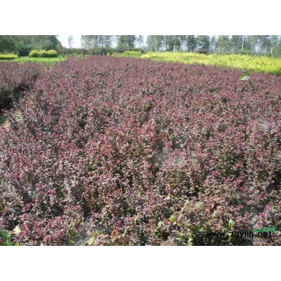 龙柏基地供应龙柏低价龙柏优质龙柏