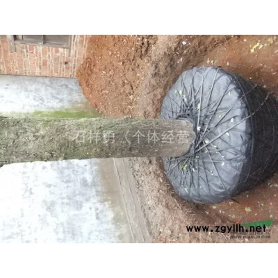 14年的银杏市场和15年的银杏市场那个更好，区别在哪里？