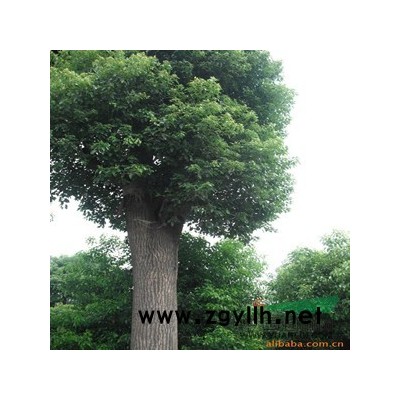 供应**低价成活率高的湖南红花继木