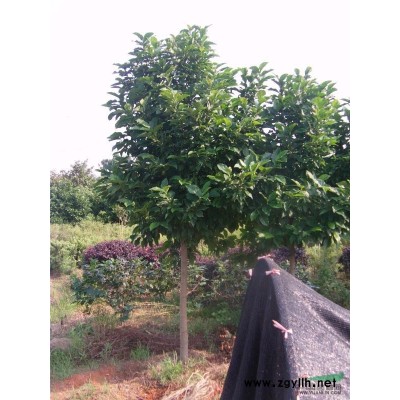 各类绿化苗木；紫薇，广玉兰，八月桂，香樟，罗汉松，樱花，红枫