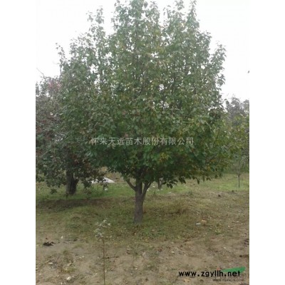 供应八棱海棠树