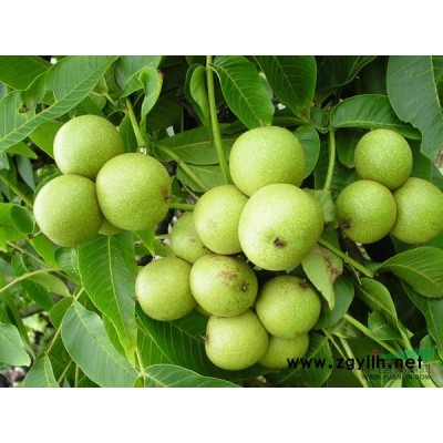 晚秋黄梨苗，北美海棠。油桃苗，樱桃苗，苹果苗。甜柿苗，核桃苗