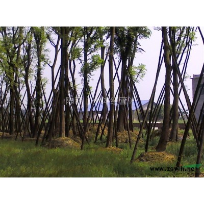 专业朴树供应商