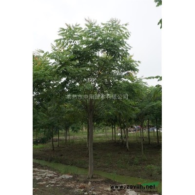 供应高杆红叶石楠树