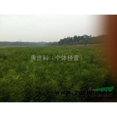 槐花树，桂花树