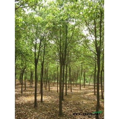 供应10公分到40全冠朴树