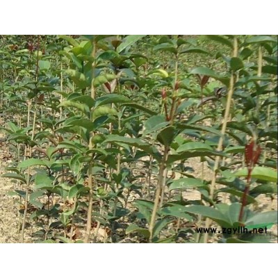 桂花21 行情报价\桂花21 图片展示