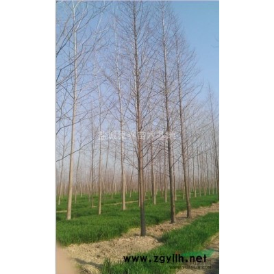 黄山栾-黄山栾种子-别名：全缘栾树-大丰市艮春花木园林基地