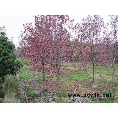 紫玉兰报价/江苏紫玉兰报价