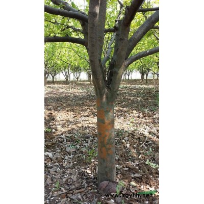 山东省菏泽市供应木瓜树精品直径3CM至15CM欢迎咨询选购