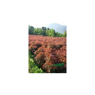 大量处理红叶石楠