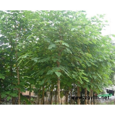 丛生紫薇，丛生木槿，丛生紫荆