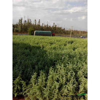 优质雪松，红豆杉小苗。