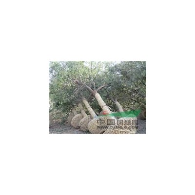 大规格朴树、杆直、不偏冠、精品苗