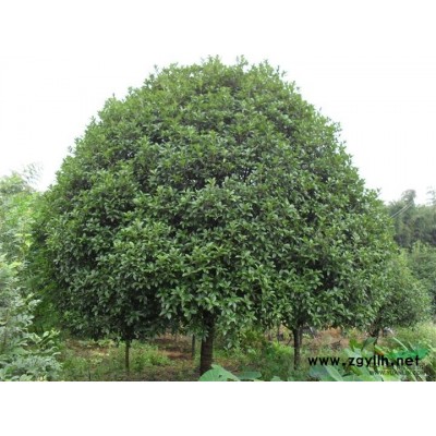 浙江樱花2*新报价/樱花2图片