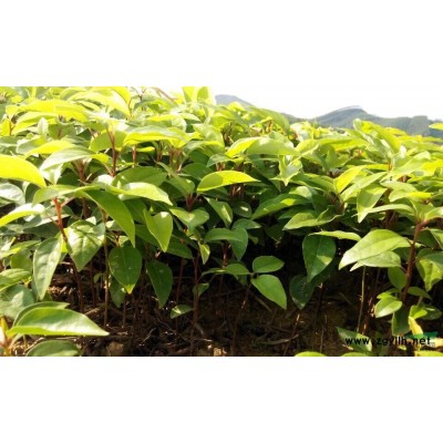 长期供应优质酸柚芽苗