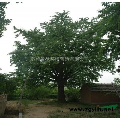 供应苏州 南京 无锡 常州 镇江银杏