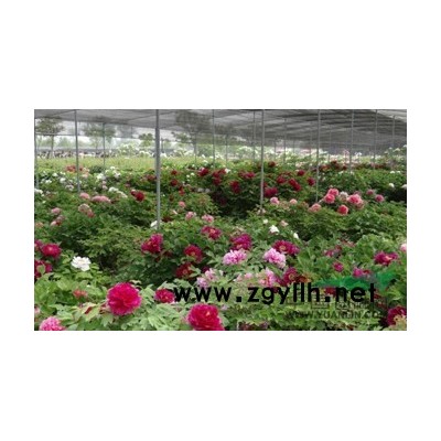 国槐、6-30公分国槐