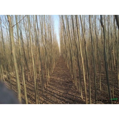 *后处理竹柳工程苗